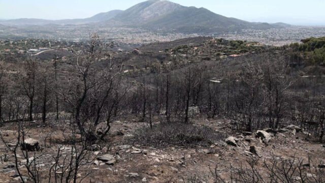 Καμμένα δέντρα στην Πεντέλη μετά την πυρκαγιά