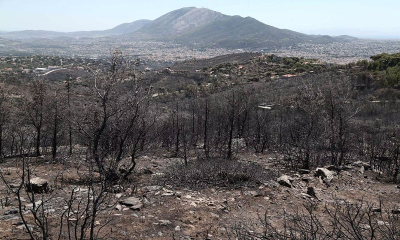 Καμμένα δέντρα στην Πεντέλη μετά την πυρκαγιά