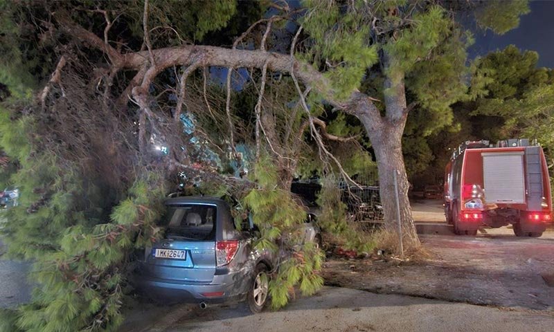 πτώση δέντρου