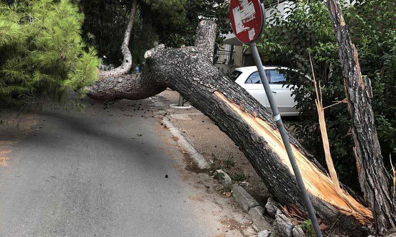 δέντρο πεσμένο στον δρόμο