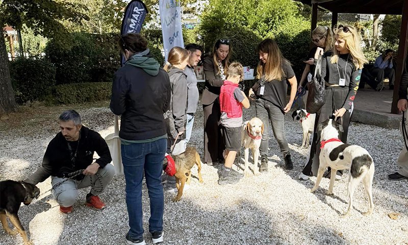 υιοθεσια αδεσποτων κηφισια