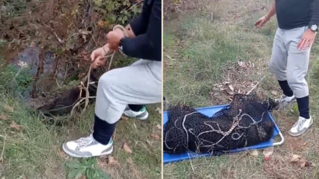 διάσωση σκύλου άγιος στέφανος