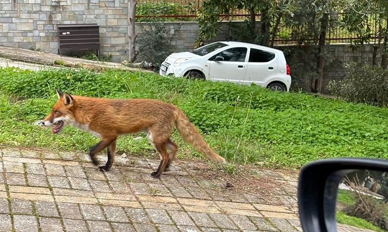 αλεπου πολιτεια