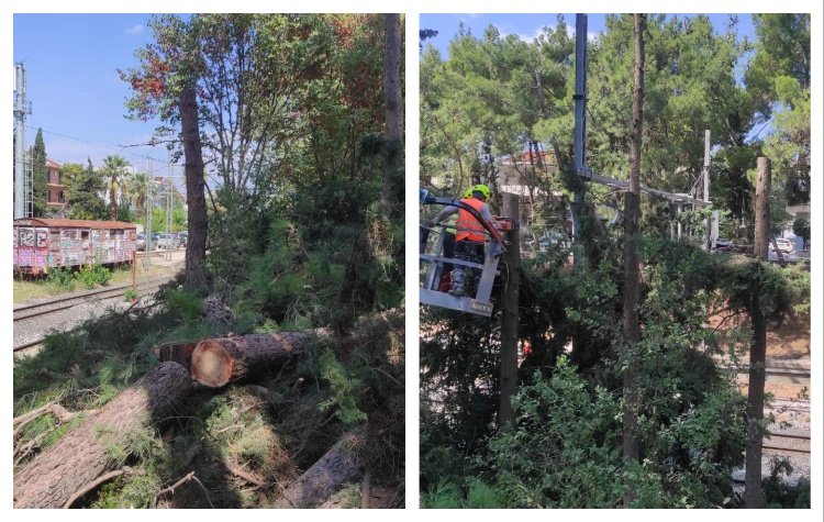 κοπη δεντρων στον σταθμο αγιου στεφανου