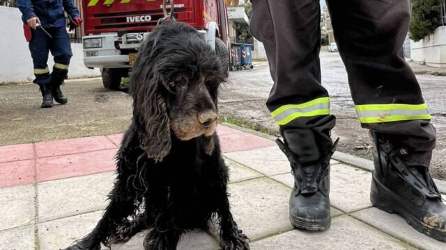 σκύλος ρέμα νέα ερυθραία