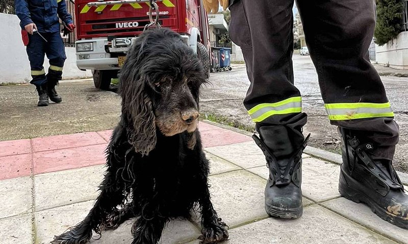 σκύλος ρέμα νέα ερυθραία