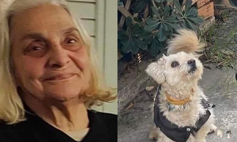 εξαφανιση ηλιανας τσαγκα στο κεφαλαρι