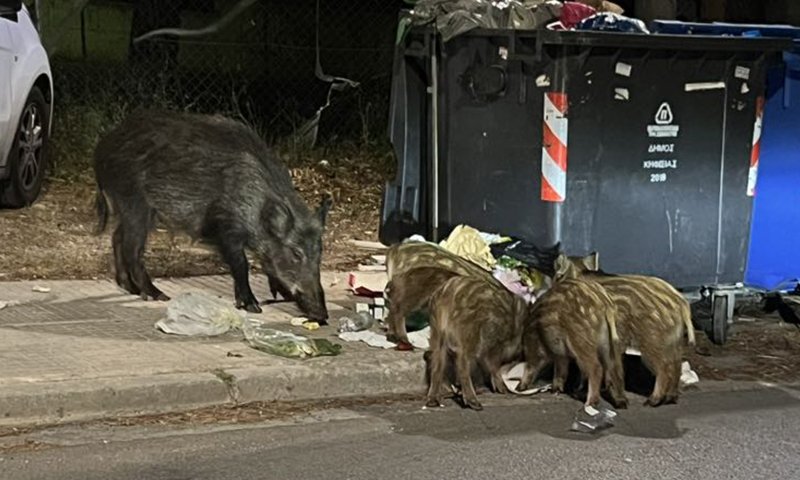 αγριογούρουνα τρώνε από τα σκουπίδια στην εκάλη
